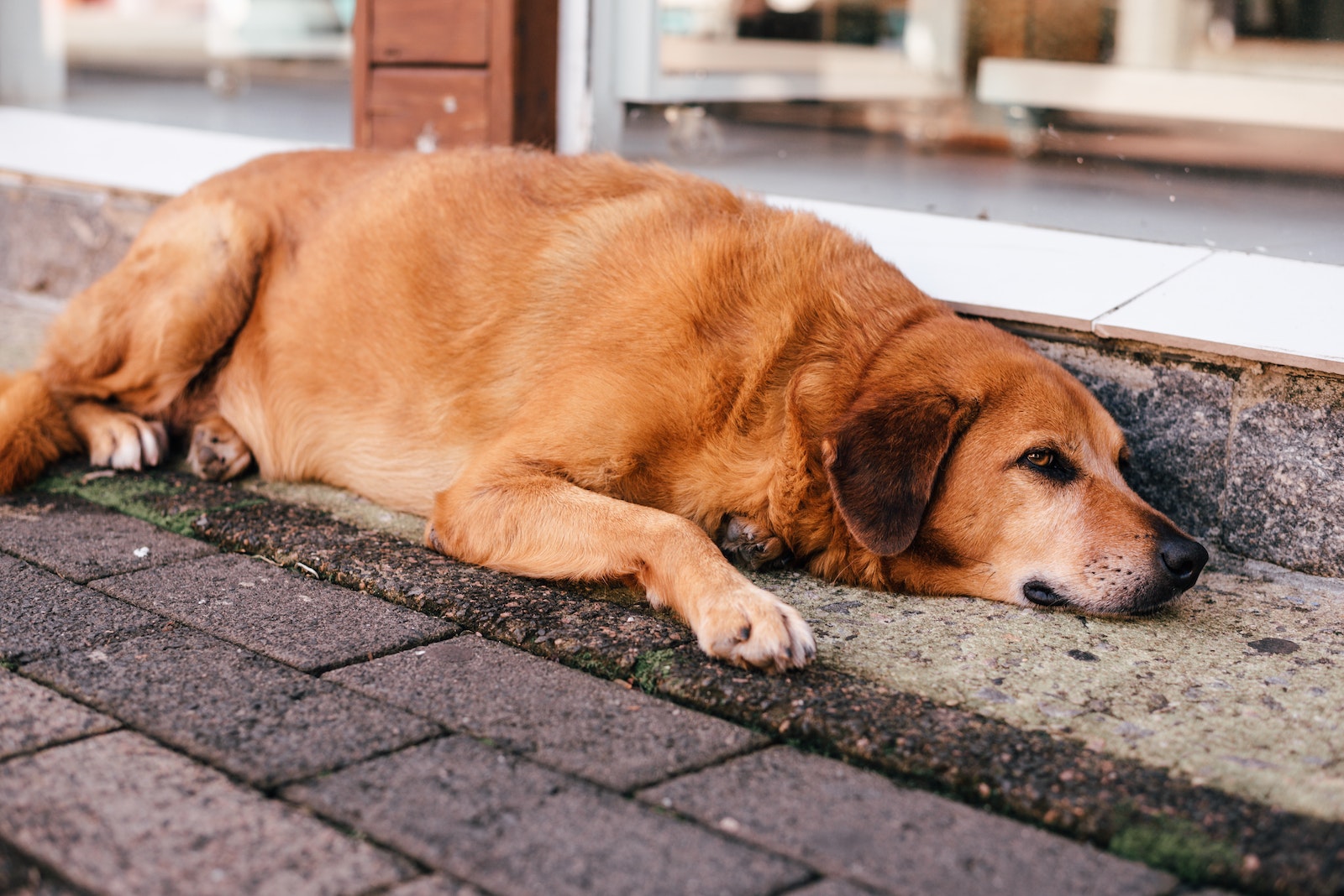 Short-Coated Tan Dog