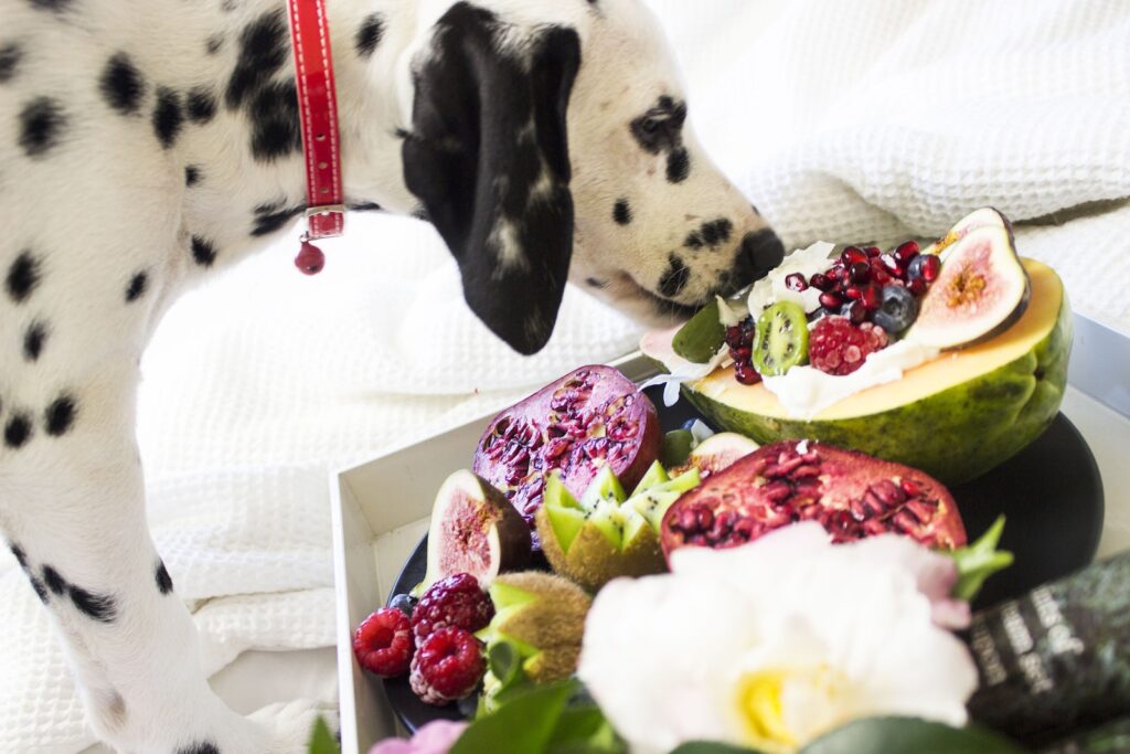 Black and White Dalmatian Dog Eating Fruits